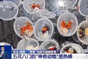 太康@铲屎官们 养“异宠”或危害国家安全 这些行为违法了