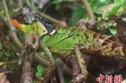 太康云南南滚河保护区首次发现红唇棘蜥