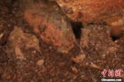 太康江西发现蜘蛛新物种 为研究呵叻蛛属适应区域提供依据