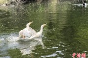 太康吉林：罕见白鸬鹚连续两年“故地重游”